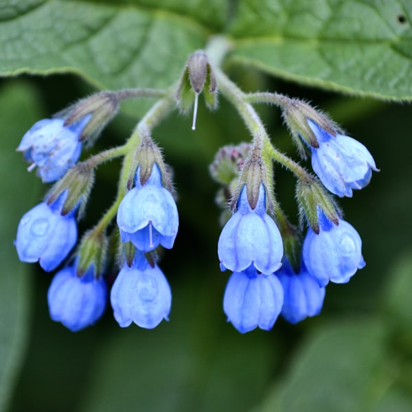 Allantoin