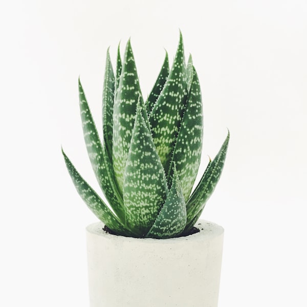 Aloe