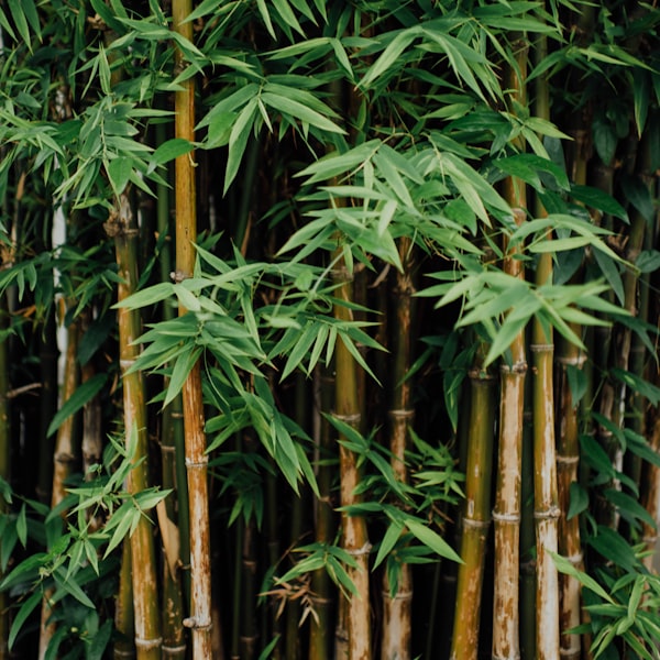 Bamboo