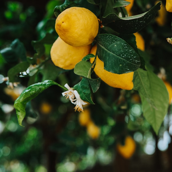 Bergamot
