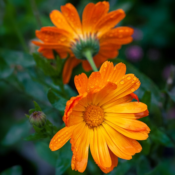 Calendula