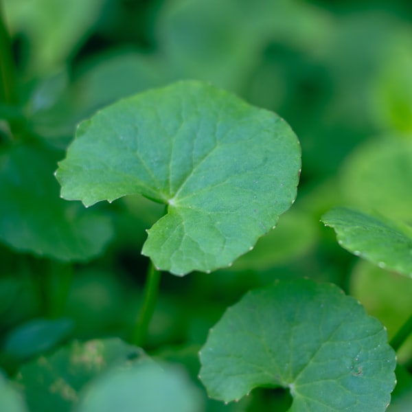 Centella