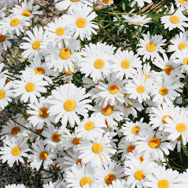 Chamomile