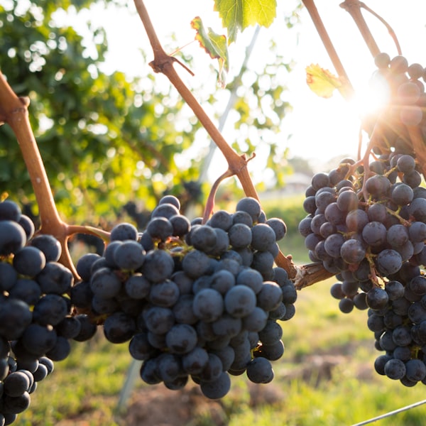 Grapeseed