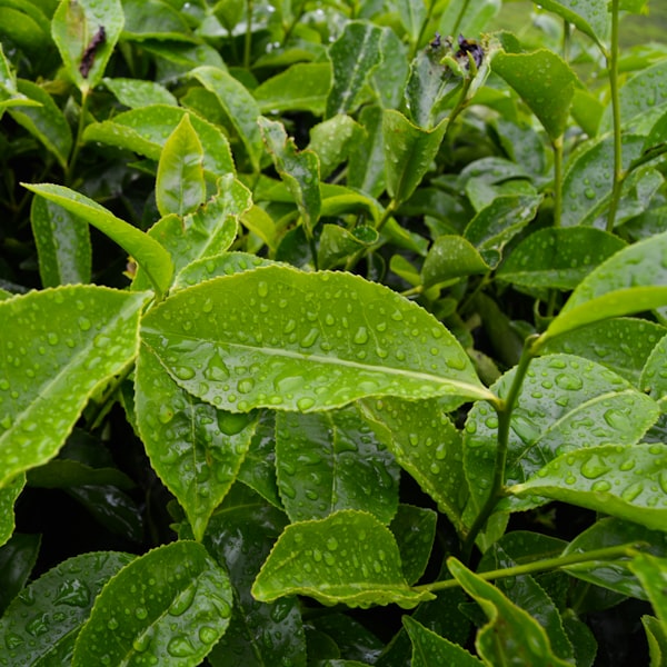 Green tea