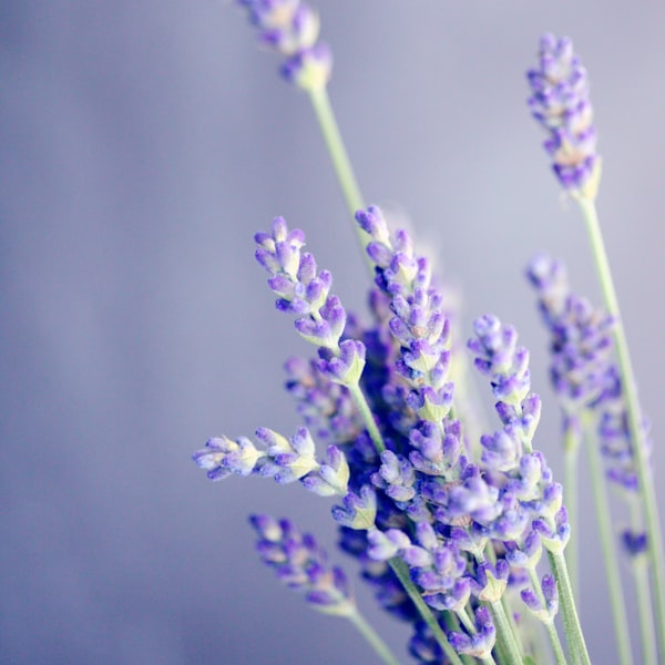 Lavender