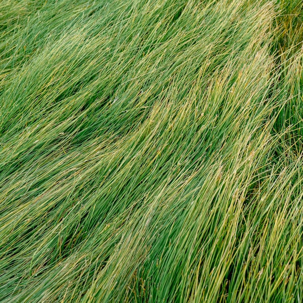 Lemongrass