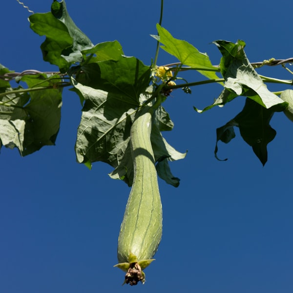Luffa