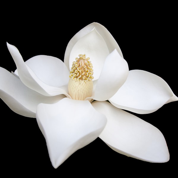 Magnolia bark