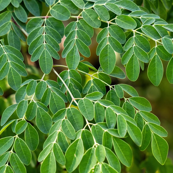 Moringa