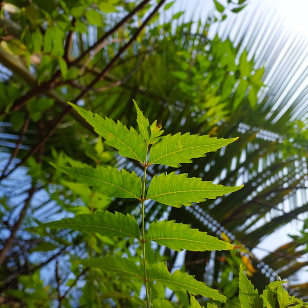 Neem