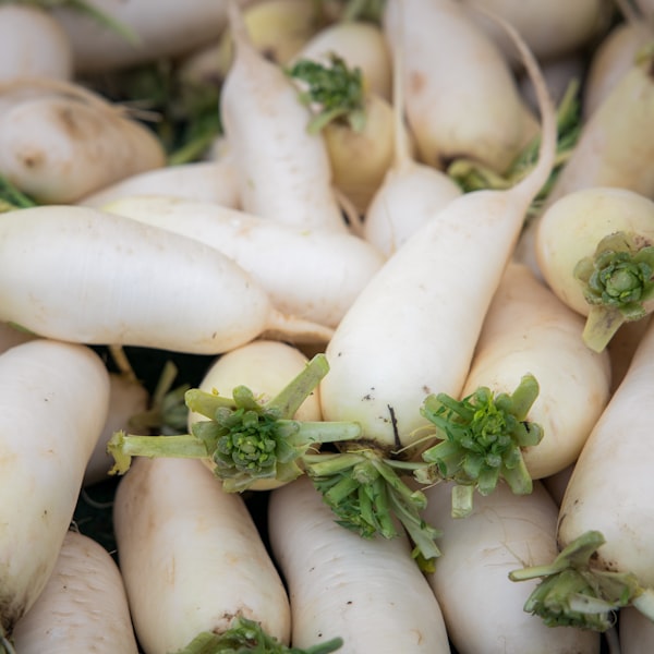 Radish root ferment