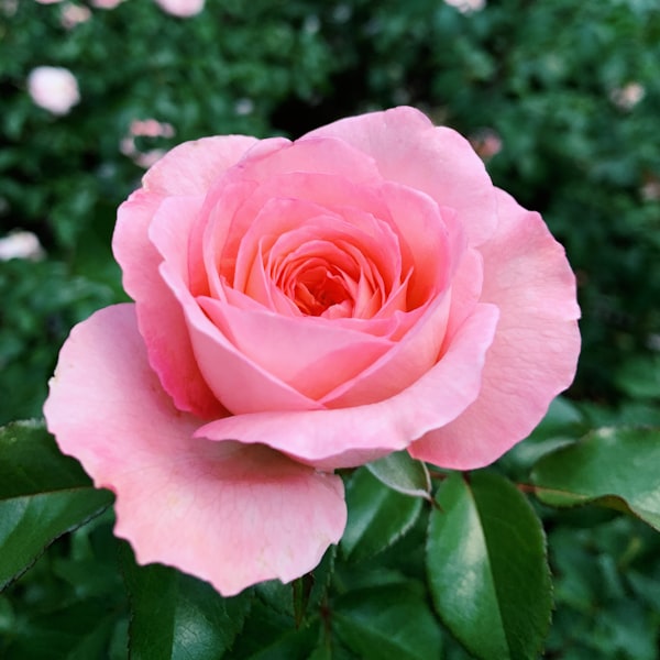 Rose water