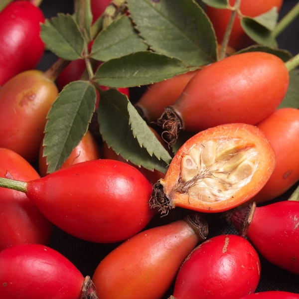 Rosehip