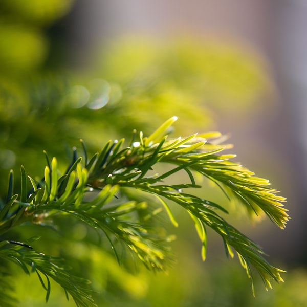 Siberian fir
