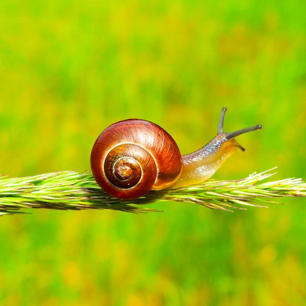 Snail secretion filtrate