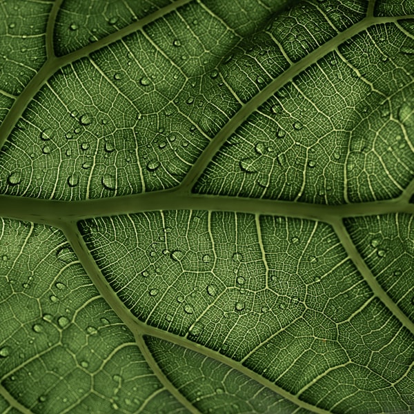 Tamanu