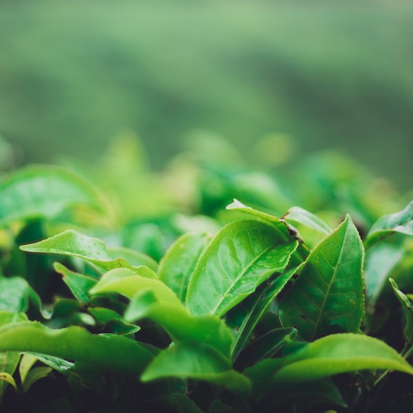 Tea tree