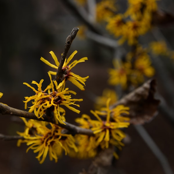 Witch hazel
